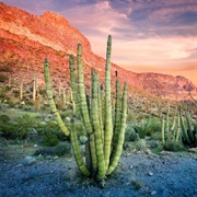 Organ Pipe Cactus, AZ (NPS)