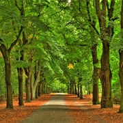 Grunewald Forest, Berlin