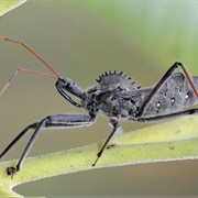 North American Wheel Bug