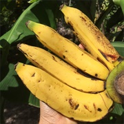 Giant Highland Banana (Musa Ingens)