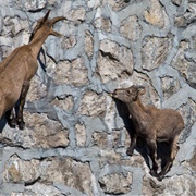 Alpine Ibex