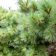 Pine Needles