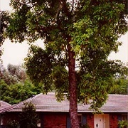 The Hass Avocado Mother Tree