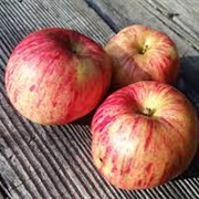 Gravenstein Apples