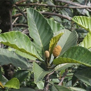 Terap Hitam (Artocarpus Scortechinii)