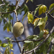 African Baobab (Adansonia Digitata)