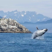 Kenai Fjords National Park