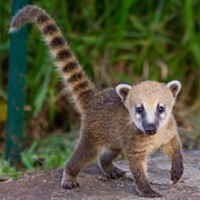 Coatimundi
