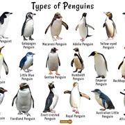 Seen Penguins in the Wild