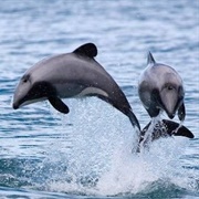 Hector's Dolphin