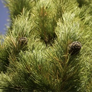 Cedar (Quran Verse 4)