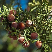 Redberry Juniper (Juniperus Coahuilensis)