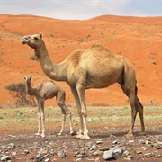 Dromedary