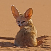 Fennec Fox