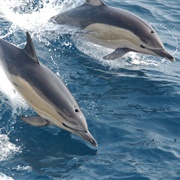 Common Dolphin