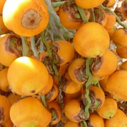 Jelly Palm (Butia Capitata)