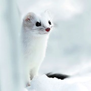 Ermine