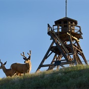 Guardian of the Gulch