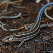 Common Five-Lined Skink