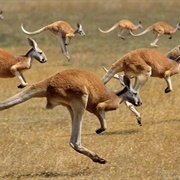 A Troop of Kangaroo