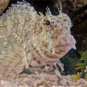 Lawnmower Blenny
