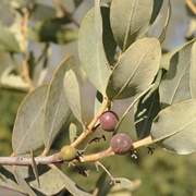 Blue Guarri (Euclea Crispa)