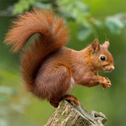 Fox Squirrel