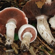 Agaricus Aestivalis