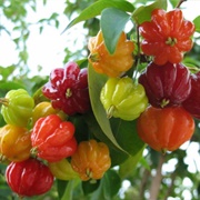 Suriname Cherry (Eugenia Uniflora)