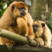 Howler Monkey