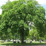 Slippery Elm Tree