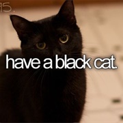Have a Black Cat
