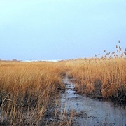 Visit a Marsh