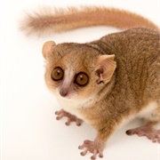 Mouse Lemur