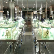 Decerebrating Plague