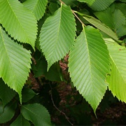 Slippery Elm Tree Leaves