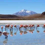 Laguna Hedionda, Bolivia
