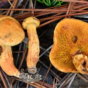 Suillus Decipiens