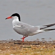 Tern