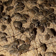 A Horde of Mice