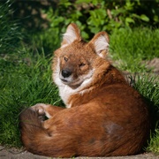 Dhole
