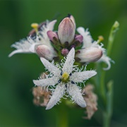 Bogbean