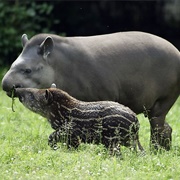 A Measure of Tapirs