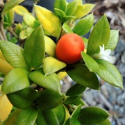 Dysentery Bush (Grewia Retusifolia)