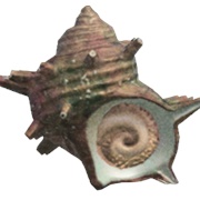 Turban Shell