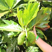 Marianas Breadfruit (Artocarpus Mariannensis)