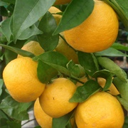 Winged Lime (Citrus Longispina)