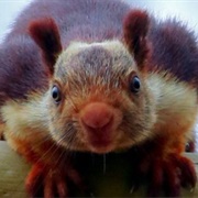Indian Giant Squirrel