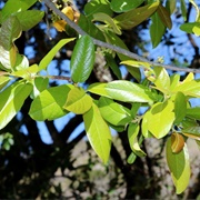 Prunus Cortapico