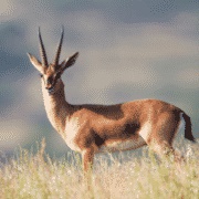 Indian Gazelle